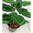 Ver imagem 3 de Árvore Folhagem Verde 53cm Arranjo e Vaso de Sala Plantas