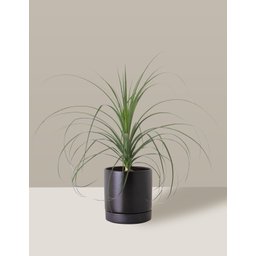 Vaso de Cerâmica com Prato para Plantas Preto Médio - 3