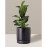 Vaso de Cerâmica com Prato para Plantas Preto Médio - 5