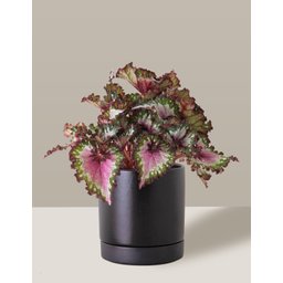 Vaso de Cerâmica com Prato para Plantas Preto Médio - 6