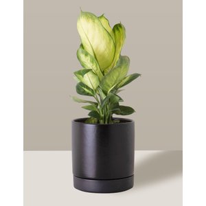 Vaso de Cerâmica com Prato para Plantas Preto Médio