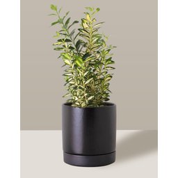 Vaso de Cerâmica com Prato para Plantas Preto Médio - 4