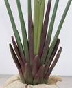 Ver imagem 2 de Arvore Planta Artificial Bananeira Palmeira Ravenala 180 Cm