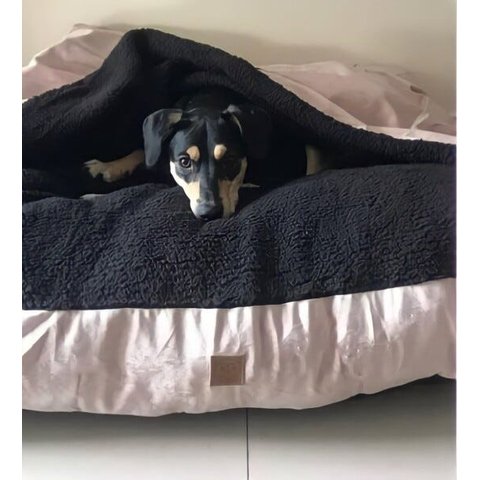 Cama Cave Gg 80x80:rose Gold com Preto Quadrada