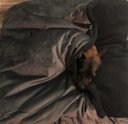 Ver imagem 5 de Cama Cave GG 80x80:Cinza com preto quadrada