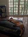 Ver imagem 3 de Cama Cave GG 80x80:Cinza com preto quadrada