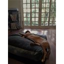 Ver imagem 3 de Cama Cave GG 80x80:Cinza com preto quadrada