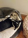 Ver imagem 5 de Cama Cavem 60x60:Cinza com Marfim Redonda