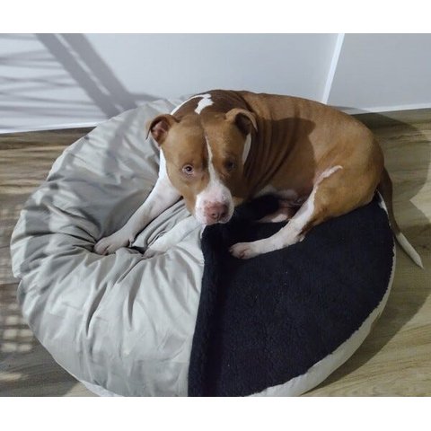 Cama Cave M 60x60:Avelã com preto redonda