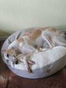 Ver imagem 6 de Cama Cave M 60x60:Avelã com marfim redonda
