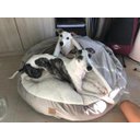 Ver imagem 4 de Cama Cave M 60x60:Avelã com marfim redonda