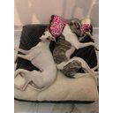 Ver imagem 5 de Cama Cave M 60x60:Cinza com marfim quadrada