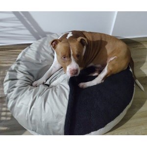 Cama Cave G 70x70:Avelã com preto redonda