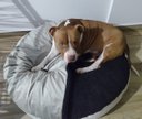 Ver imagem 1 de Cama Cave G 70x70:Avelã com preto redonda