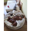 Ver imagem 3 de Cama Cave G 70x70:Avelã com marfim redonda