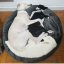 Ver imagem 7 de Cama Cave G 70x70:Cinza com marfim redonda