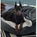 Ver imagem 4 de Cama Cave G 70x70:Cinza com marfim redonda