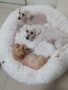 Ver imagem 4 de Cama Nuvem Luxo M 60x60:Branco com Salmão