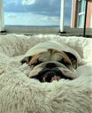 Ver imagem 6 de Cama Nuvem Luxo M 60x60:Branco com Salmão