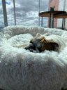 Ver imagem 3 de Cama Nuvem Luxo M 60x60:Branco com Salmão