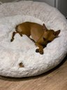 Ver imagem 5 de Cama Nuvem Luxo M 60x60:Branco com Salmão