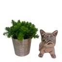 Ver imagem 1 de Conjunto decorativo bulldog cerâmico rose e vaso com planta