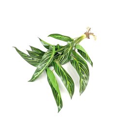 Planta Folhas Maranta Riscada Real Toque 56cm com Raiz - 1