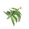 Planta Folhas Maranta Riscada Real Toque 56cm com Raiz - 1