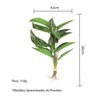 Planta Folhas Maranta Riscada Real Toque 56cm com Raiz - 3