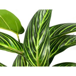Planta Folhas Maranta Riscada Real Toque 56cm com Raiz - 2