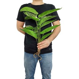 Planta Folhas Maranta Riscada Real Toque 56cm com Raiz - 4