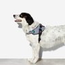 ZeeDog Peitoral para Cachorros FlyHarness GOTHAM - Pequeno - 4