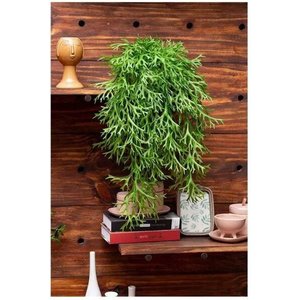 Arranjo Chifre-de-Veado Artificial Com Vaso Bacia Branco