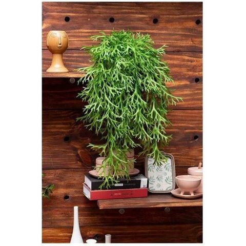 Arranjo Chifre-de-Veado Artificial Com Vaso Bacia Branco