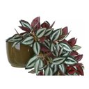 Ver imagem 4 de Arranjo Lambari Artificial Com Vaso Pote Verde