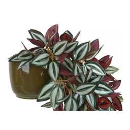 Arranjo Lambari Artificial Com Vaso Pote Verde - 4
