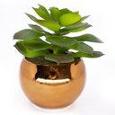 Ver imagem 1 de Vaso Decorativo Dourado com Suculenta Artificial Sedum Hirsutum 12x8 cm F04 - D’Rossi Vaso co