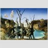 Quadro Salvador Dali Cisnes Refletindo Elefantes Vinil Moldura Preta 30X20Cm - 2