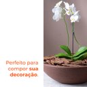 Ver imagem 4 de Vaso Bacia Verona Café 16 Terrano