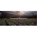 Ver imagem 3 de Tela Sombrite Horta Sombreamento Sombreiro 50% 4x15
