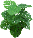 Ver imagem 1 de Planta Artificial Folhagem Costela de Adão P/vaso Decorativo