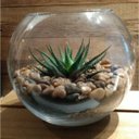 Ver imagem 2 de Vaso Aquário Redondo Vidro 2 Litros Decoração - Mistral