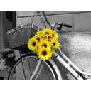 Ver imagem 2 de Papel De Parede Bicicleta Flores Girassol Cda07