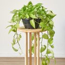 Ver imagem 4 de Mesa Lateral Flórida Casa 67