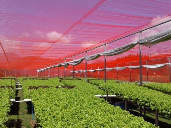 Tela De Sombreamento Vermelho Ultranet 35 4x10m - 3