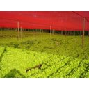 Ver imagem 4 de Tela De Sombreamento Vermelho Ultranet 35 4x10m