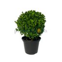 Ver imagem 3 de Buchinho