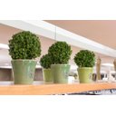 Ver imagem 5 de Buchinho