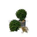 Ver imagem 4 de Buchinho