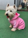 Ver imagem 1 de Roupa para Cachorro Moletom com capuz Rosa - Tam. M
